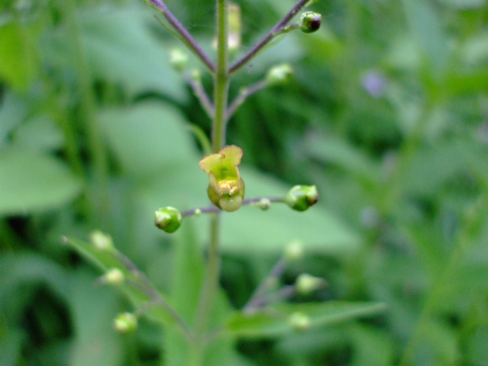 Scrophularia lanceolata